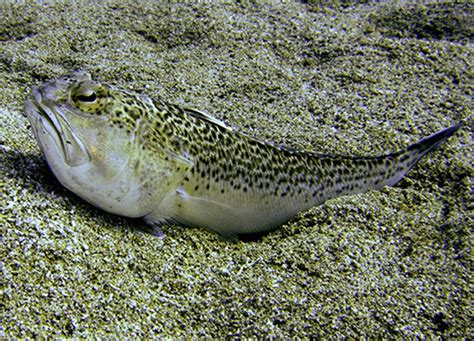 weever fish|Weever fish – Sea Stuff.